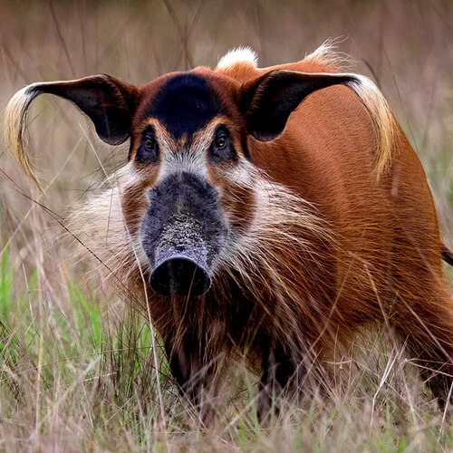 gabon wildlife safari