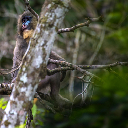 gabon wildlife tours