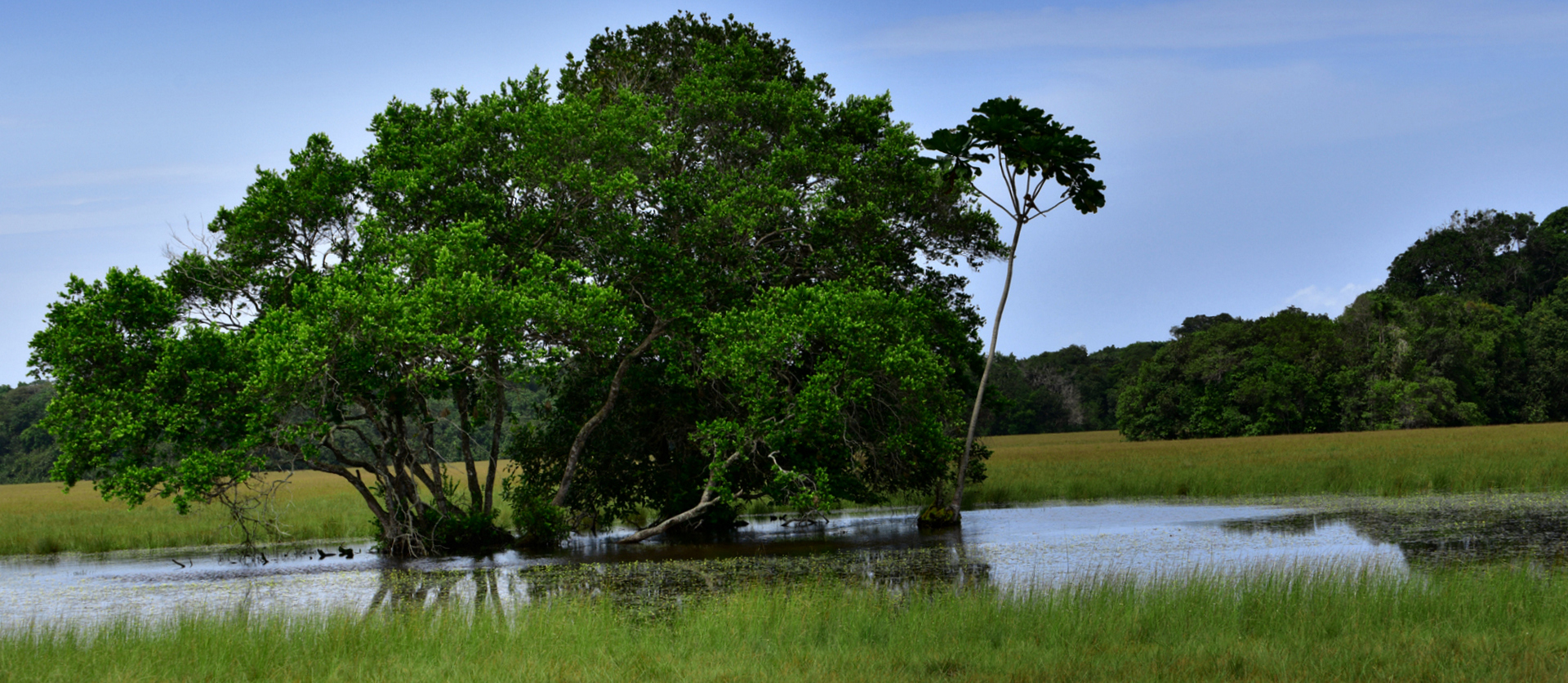 gabon wildlife safari