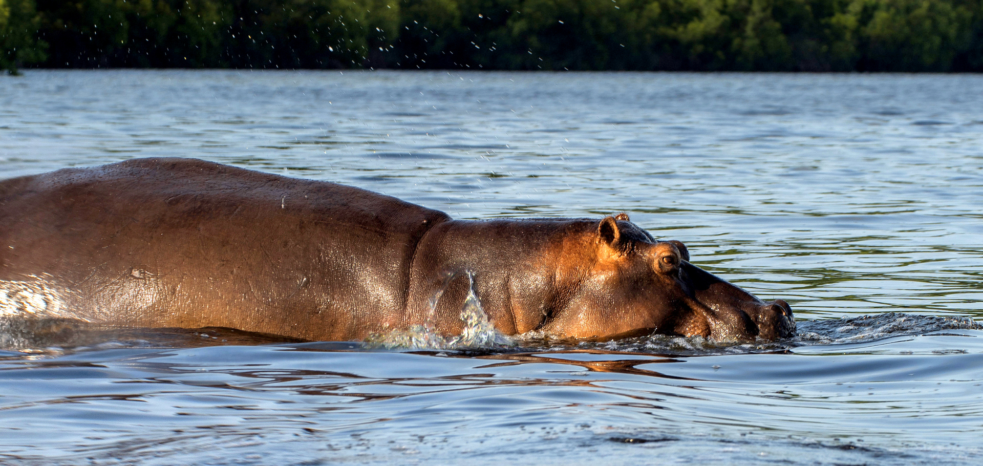 gabon wildlife safari