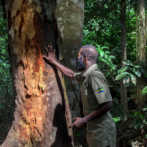 gabon wildlife safari