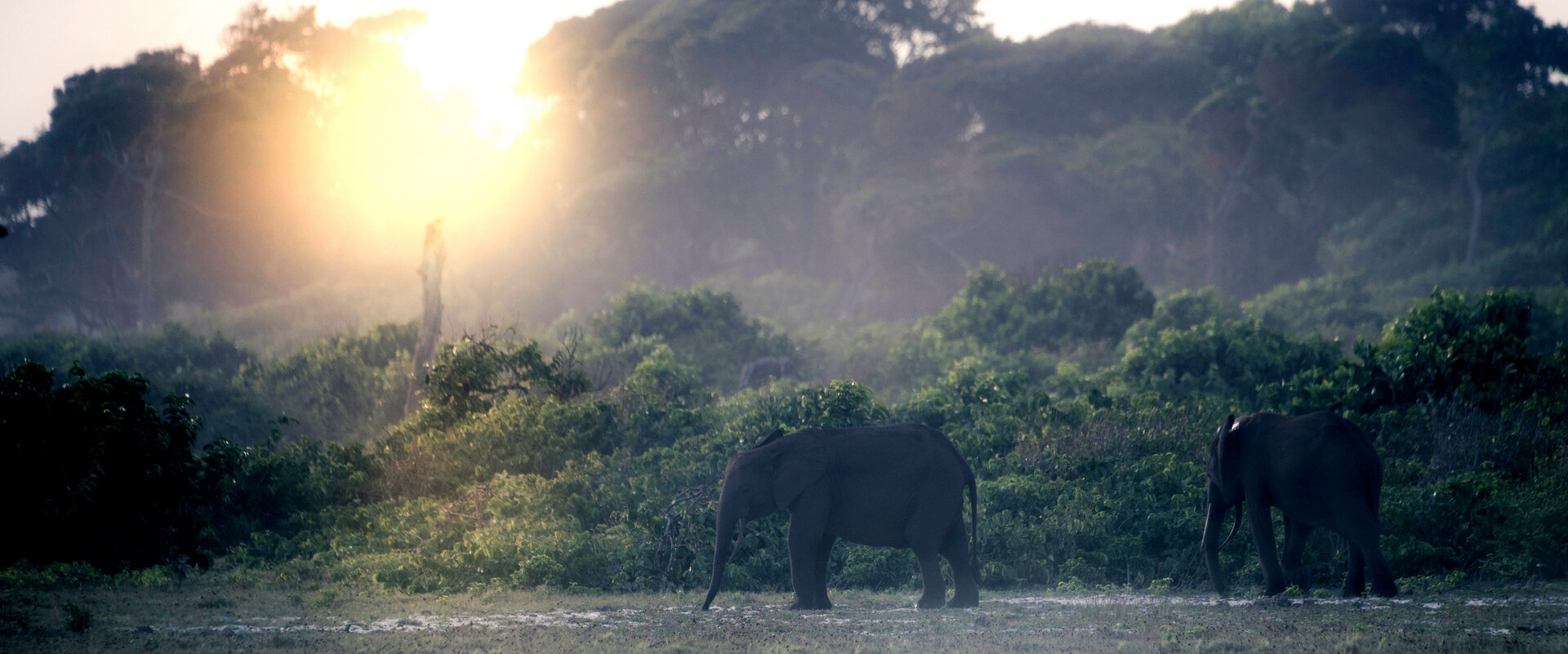 gabon wildlife safari