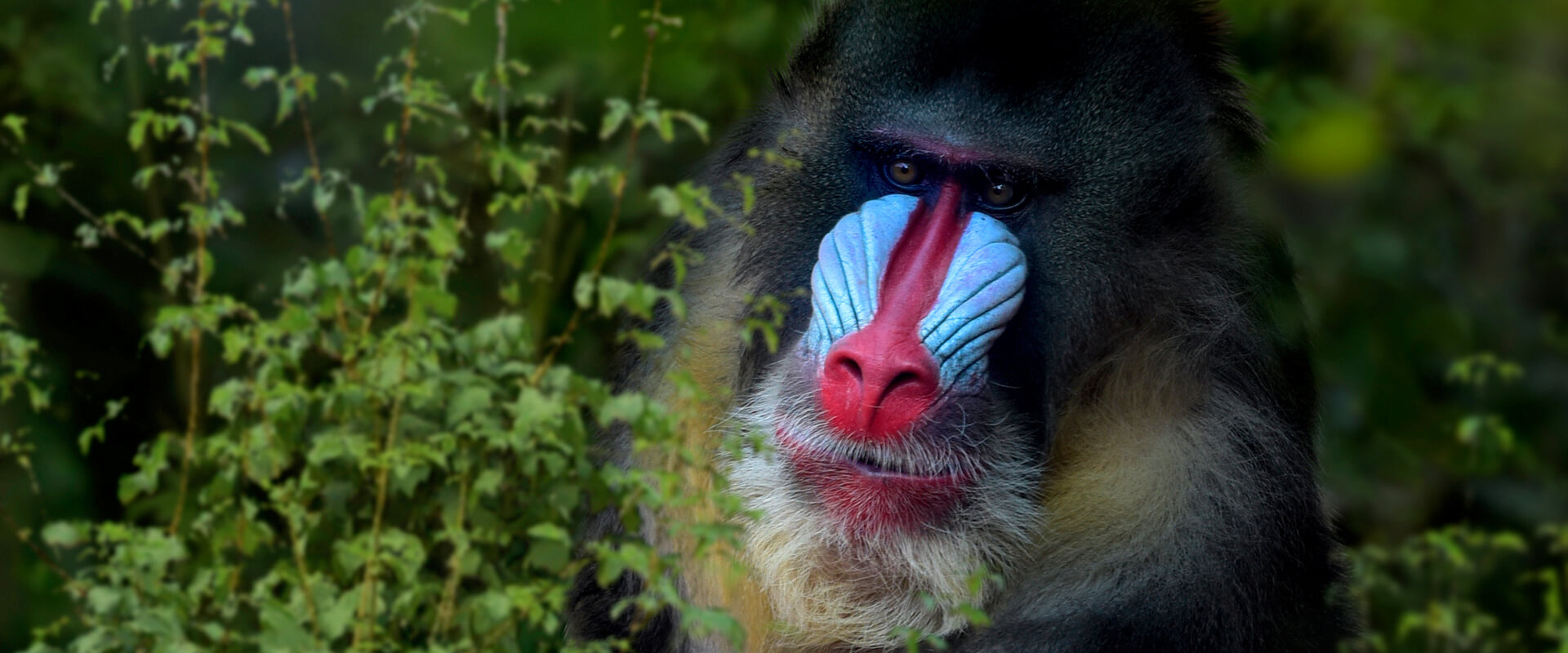 gabon mandrill safari