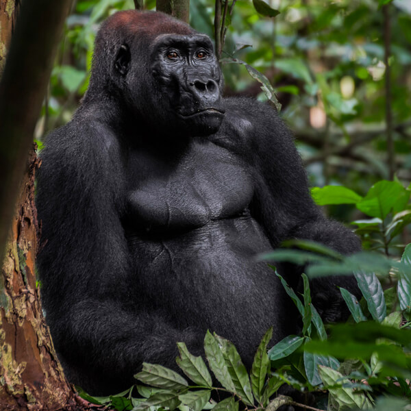 gabon mandrill safari