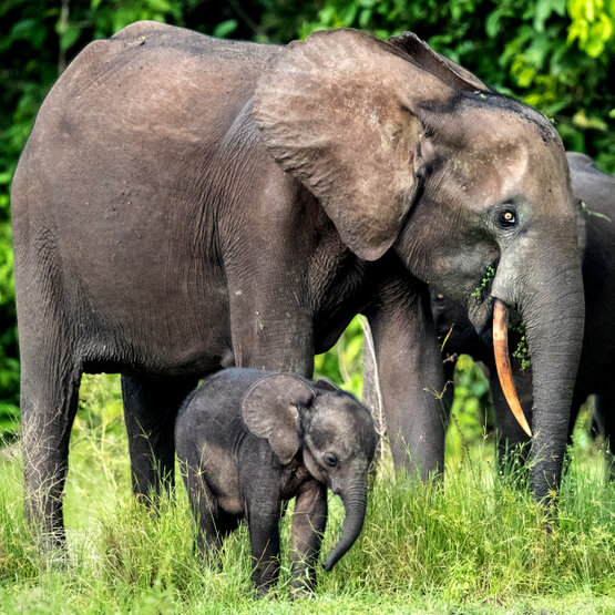 gabon wildlife tours