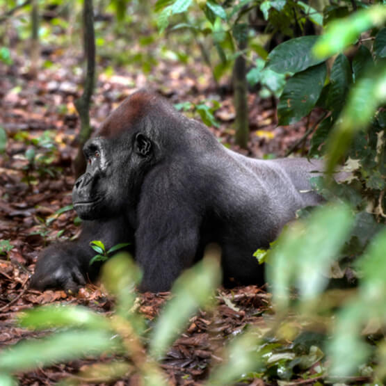 gabon wildlife tours